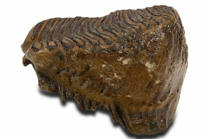 Fossil Woolly Mammoth Upper M Molar - Poland #337183